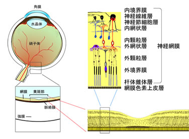 網膜の構造